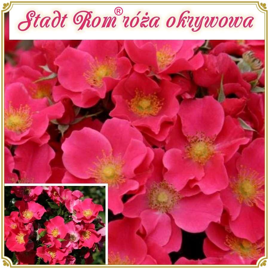 Stadt Rom róże okrywowe kol